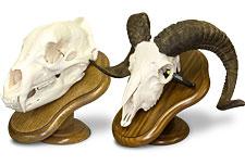Professional European Skull Mounting Services (Grizzly Bear and Ram skulls shown)