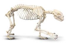 Professional Skeletal Articulation (Spectacled Bear skeleton shown)