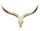 Watusi Cattle / Extra Large Cattle Watusi Cattle / Extra Large Cattle