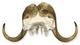 Musk Ox (Skull Plate) Musk Ox (Skull Plate)