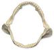 Shark Jaw Shark Jaw