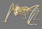 Vampire Bat Skeleton 