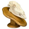 European Mount Doe Skull with Jaw on Walnut