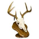 Deer Without Jaw $268