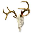 Basic Deer Cleaning $169