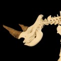 White Rhino Running, Museum of Osteology logo