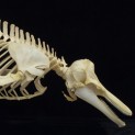 White-sided Dolphin Skeleton