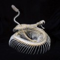 Rattle Snake Skeleton