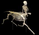Custom Centaur Skeleton