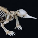 Echidna Skeleton