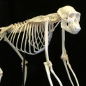 Chimpanzee Skeleton