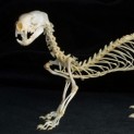Black-footed Ferret Skeleton