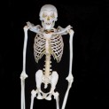Gibbon Skeleton