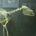 Horse Skeleton