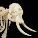 Adult Bull Elephant Skeleton