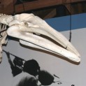 Gray Whale Skeleton