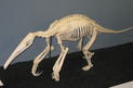 Giant Anteater