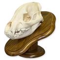 European Mount Hyena Skull on Walnut Plaque