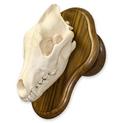European Mount Wolf Skull (Wall Mount Walnut Plaque shown)