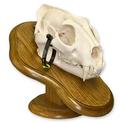 European Mount Leopard Skull on Oak Plaque