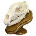 European Mount Grizzly Bear Skull on Oak Plaque