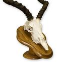European Mount Impala Skull on Oak Plaque
