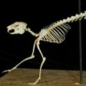 Hare Skeleton