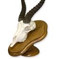 European Mount Springbok Skull on Oak Plaque