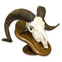 European Mount Ram Skull on Walnut Plaque