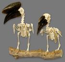 Male & Female Black Casqued Hornbills 