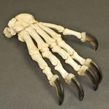 Articulated Bear Foot