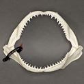 11" Shark Jaw