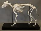Domestic Dog Skeleton